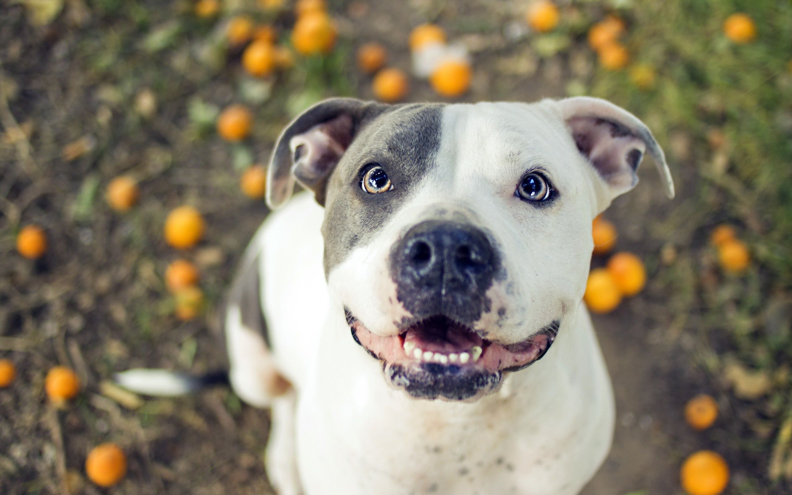 Cucciolo pitbull marrone seduto, 2305x3457 Verticale, Telefono