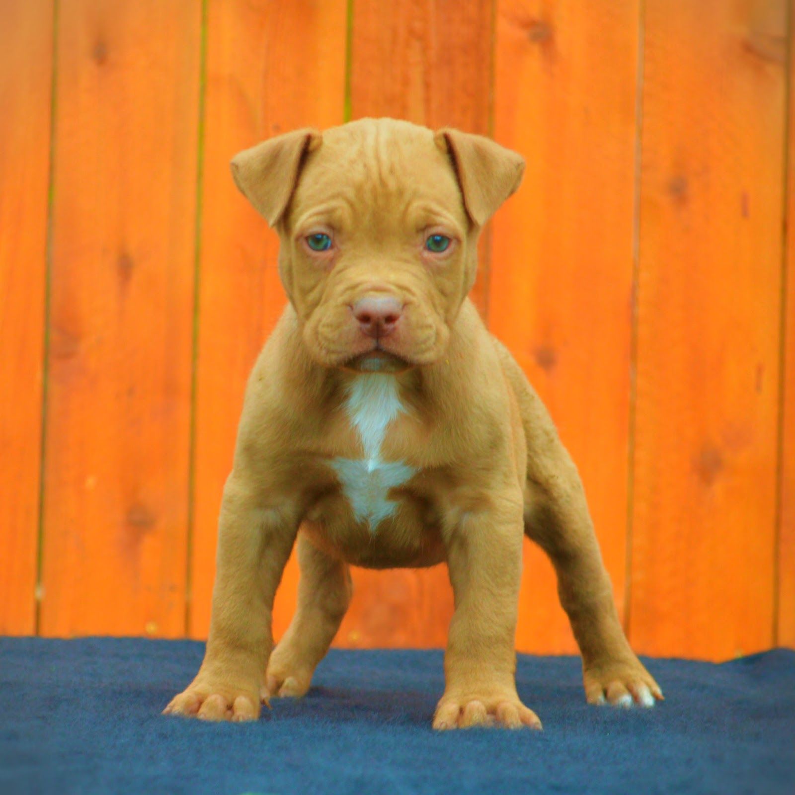 Cucciolo pitbull tra fiori, 2560x1600 2K, MacBook Pro