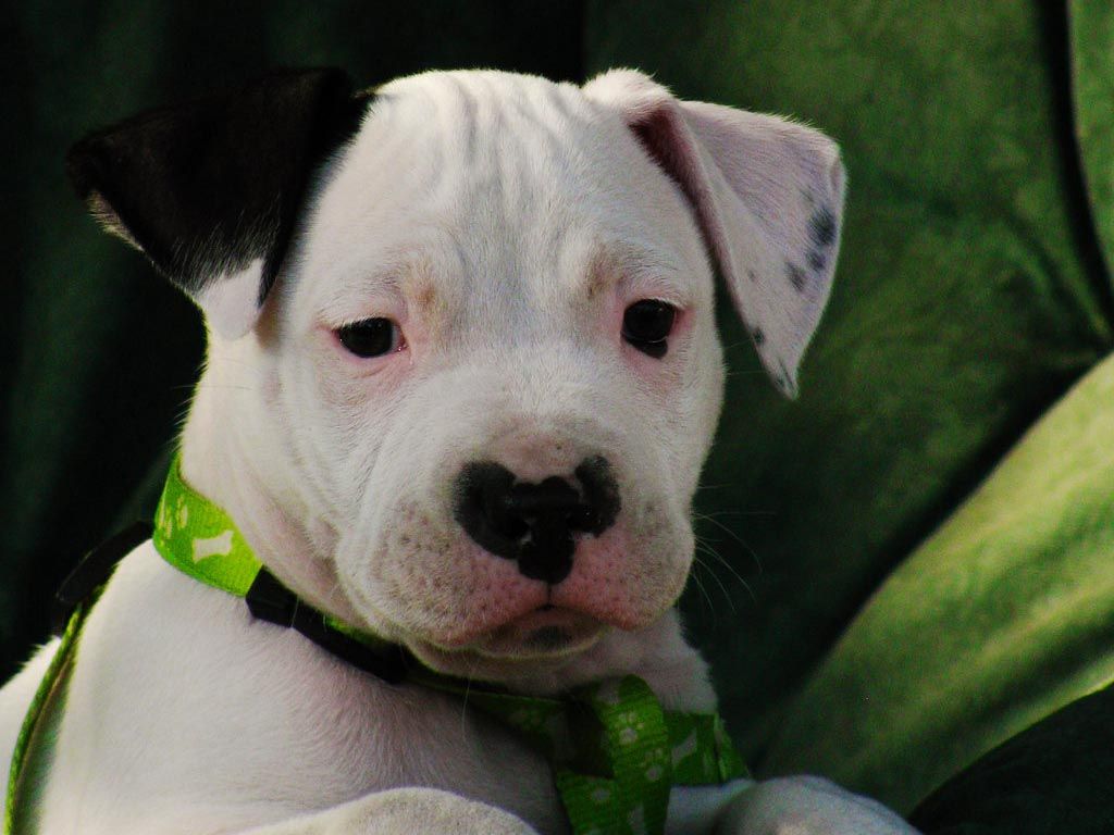 Pitbull adulto su sfondo nero, 1920x1080 1080p, PC Desktop