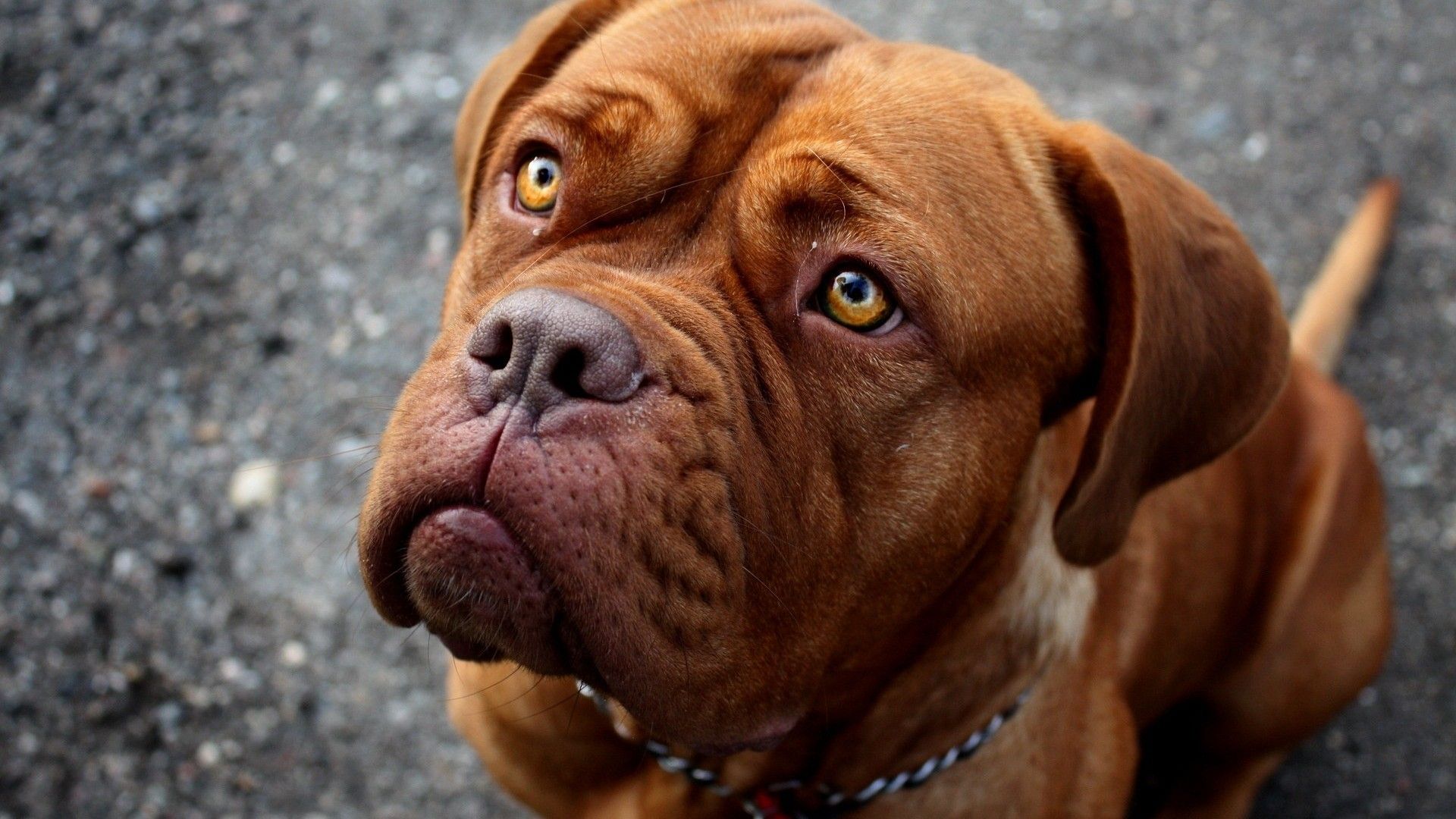 Cucciolo pitbull nero, 2835x1899 2K, Desktop