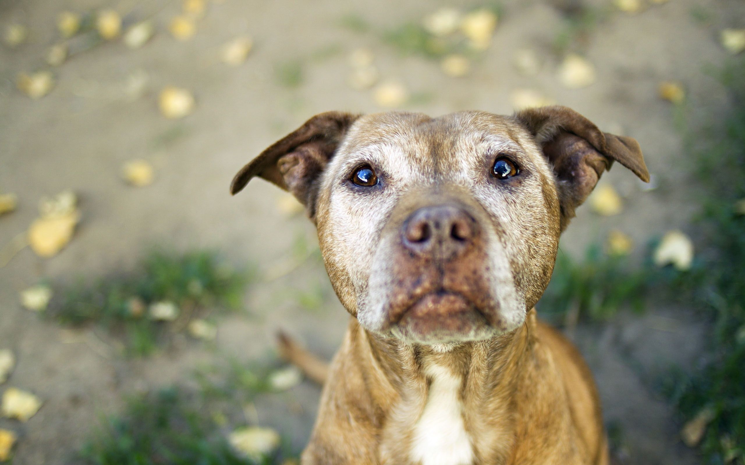 Cucciolo pitbull con carrozza decorativa, 1556x893 720p, PC
