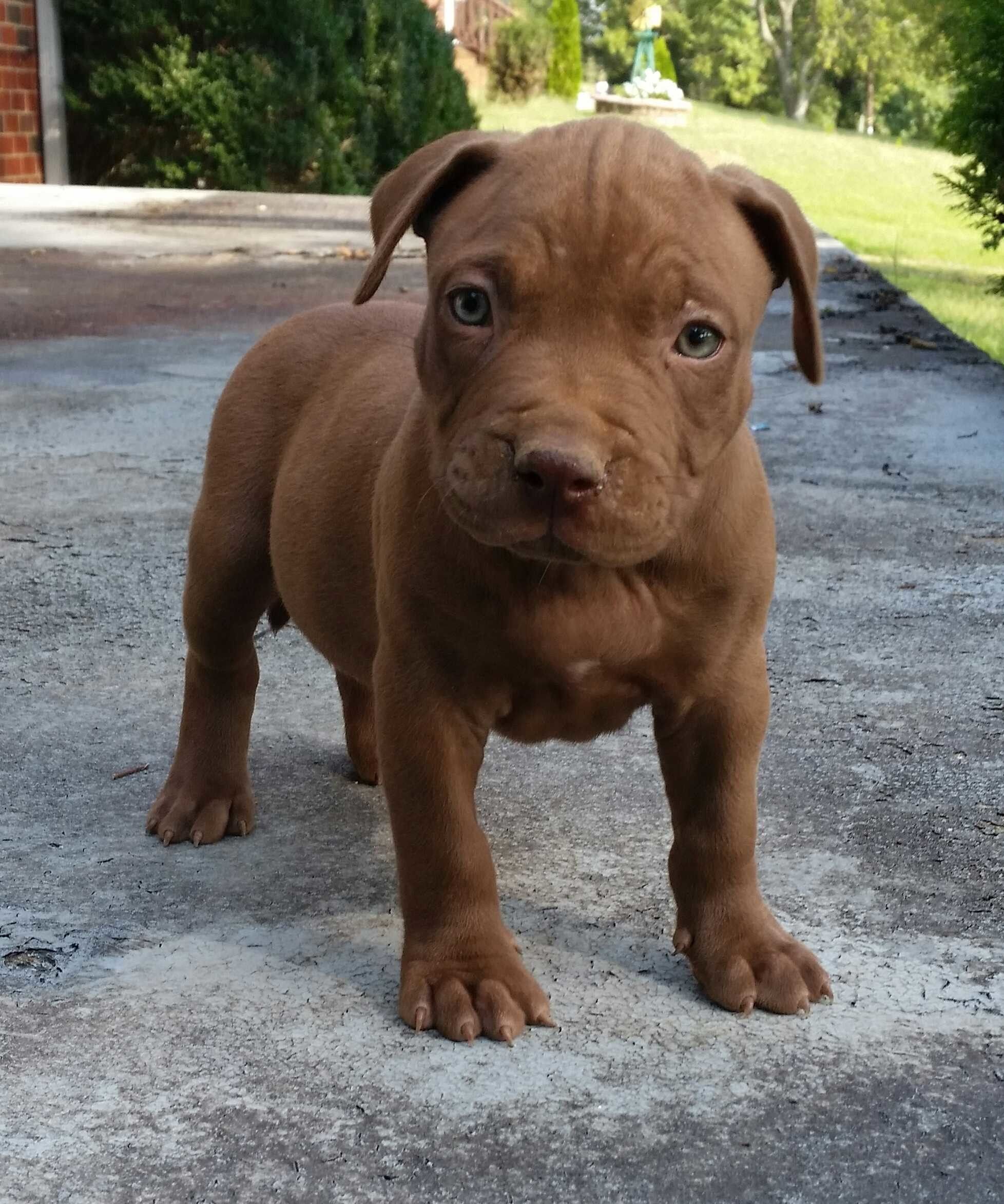 Cucciolo pitbull bianco marrone, 1024x768 HD, Desktop