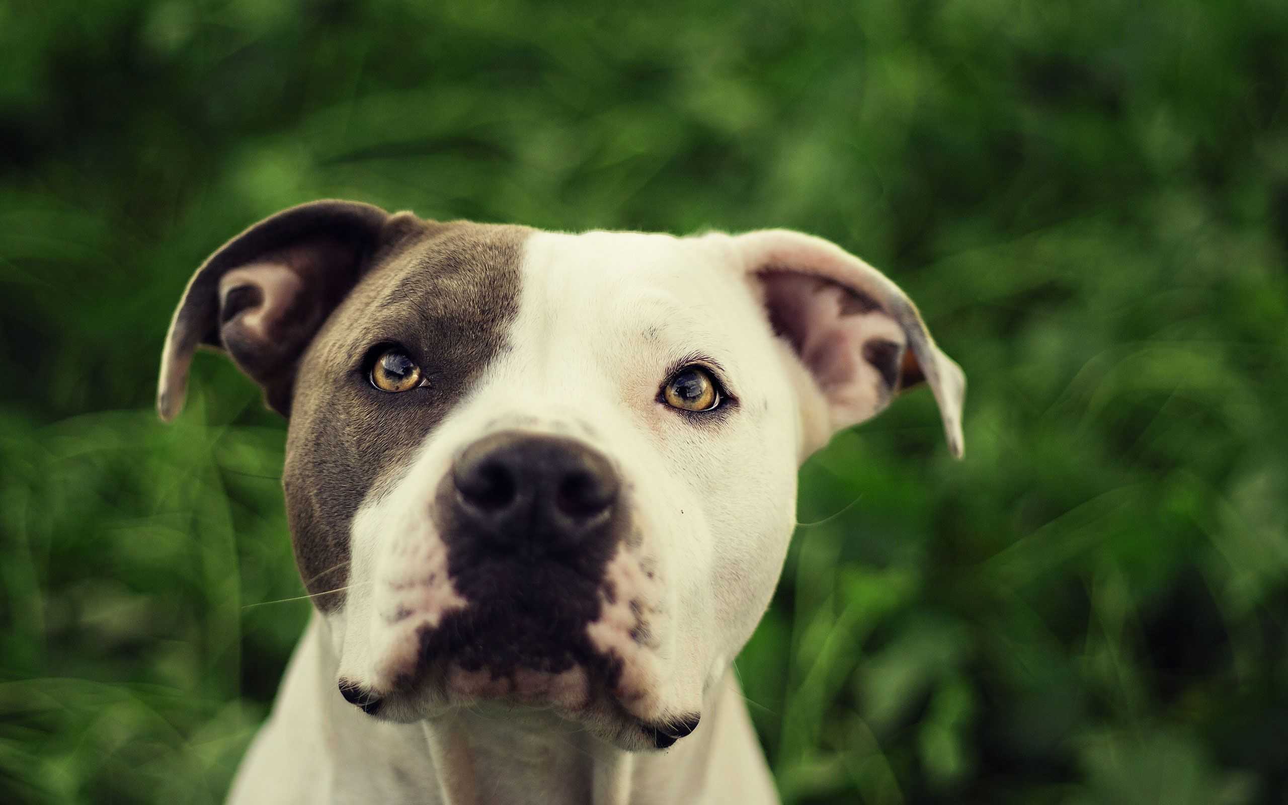 Cucciolo pitbull marrone sdraiato, 1920x1200 WUXGA, PC