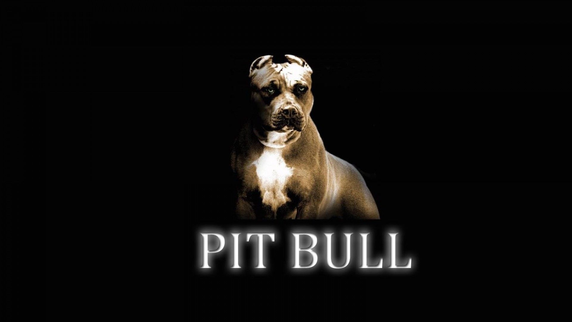 Cucciolo bulldog bianco marrone, 1500x1000 HD, Desktop