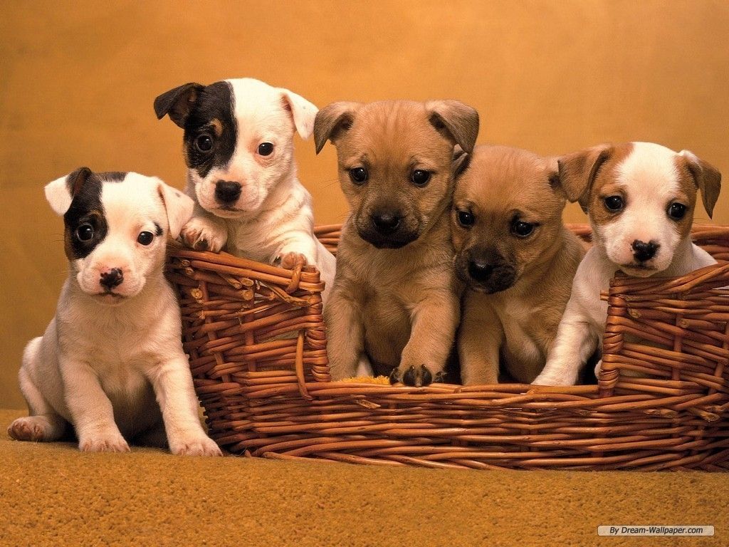Cuccioli bulldog bianco marrone, 1366x768 HD, Desktop