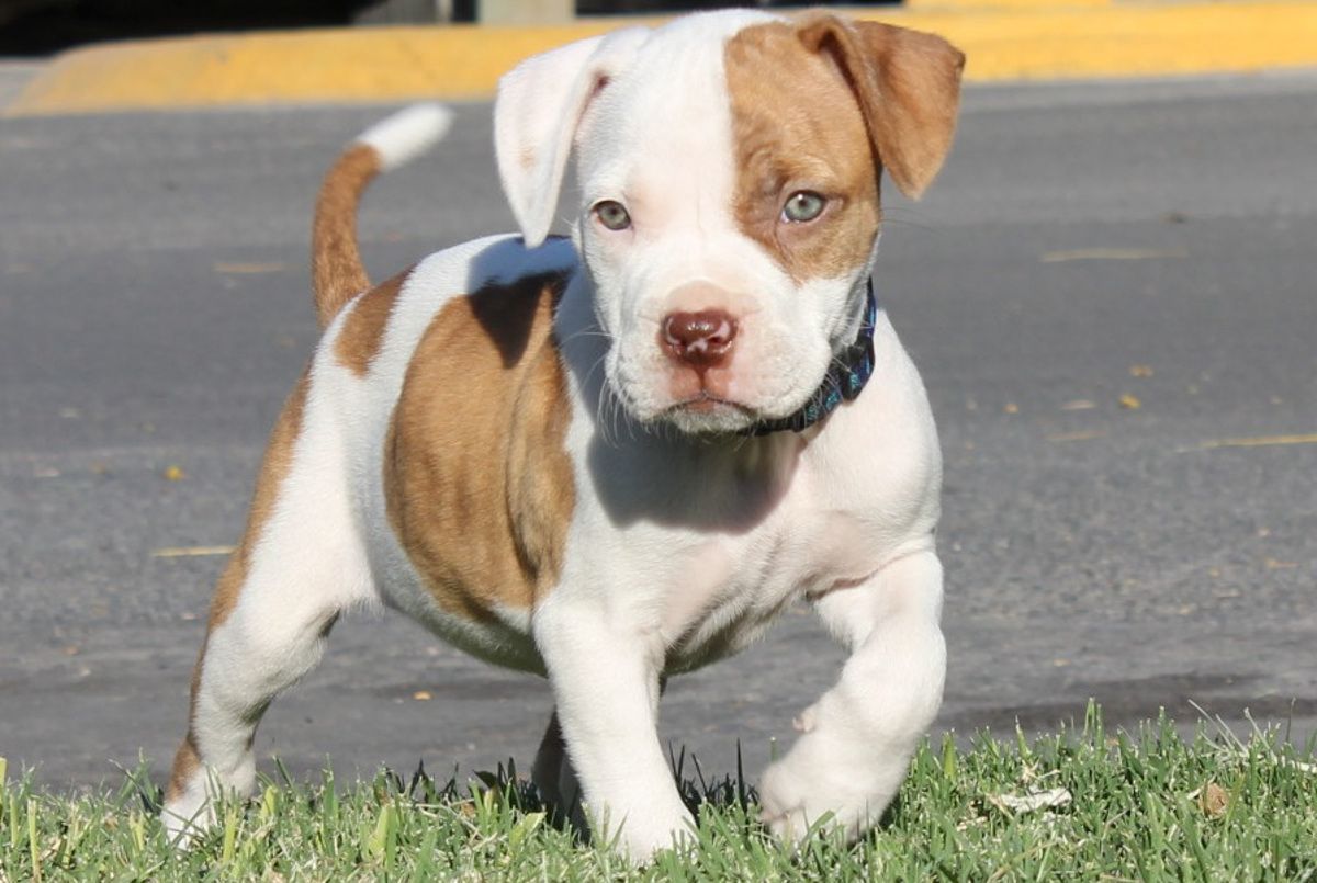Cucciolo pitbull marrone su vialetto, 1956x2345 Full HD Verticale, iPhone