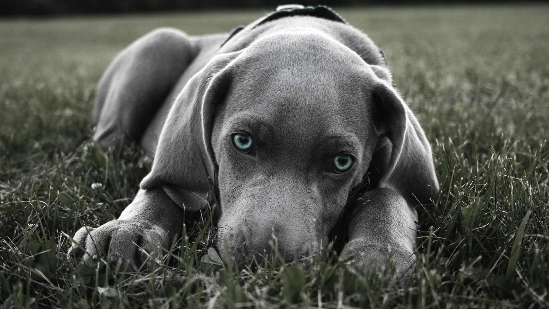 Cuccioli pitbull su paglia, 2048x1536 2K, Desktop