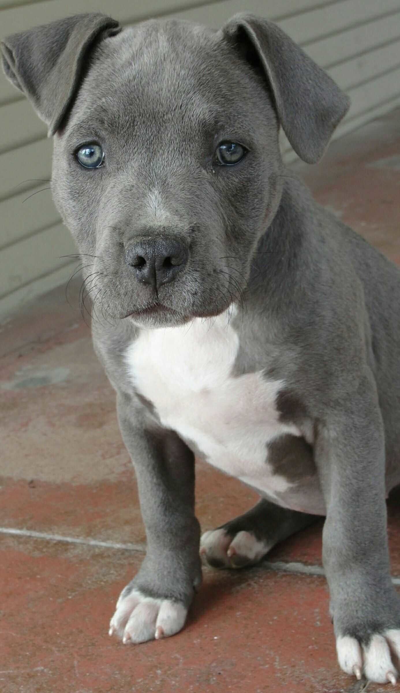 Cucciolo pitbull bianco marrone, 1200x805 HD, Desktop