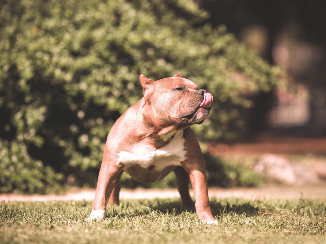 Cucciolo pitbull grigio nell'erba, 1920x1200 WUXGA, Laptop