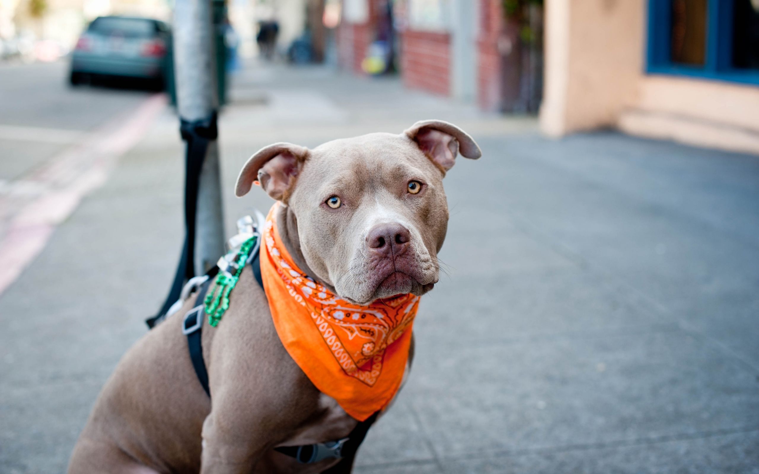 Cucciolo pitbull marrone sdraiato, 1600x1200 HD Ready, Notebook Gaming