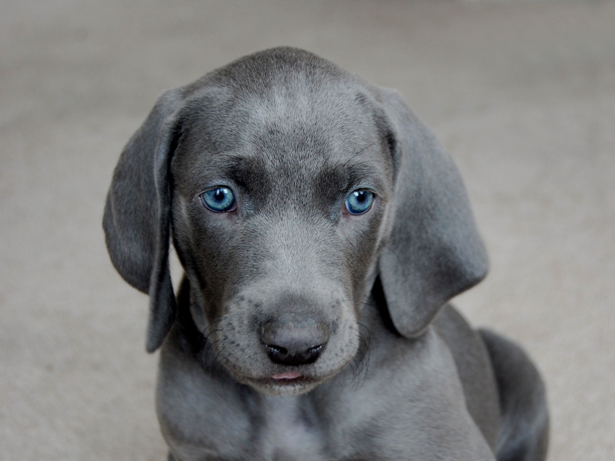 Cucciolo pitbull grigio occhi azzurri, 1386x2398 Full HD Verticale, iPhone