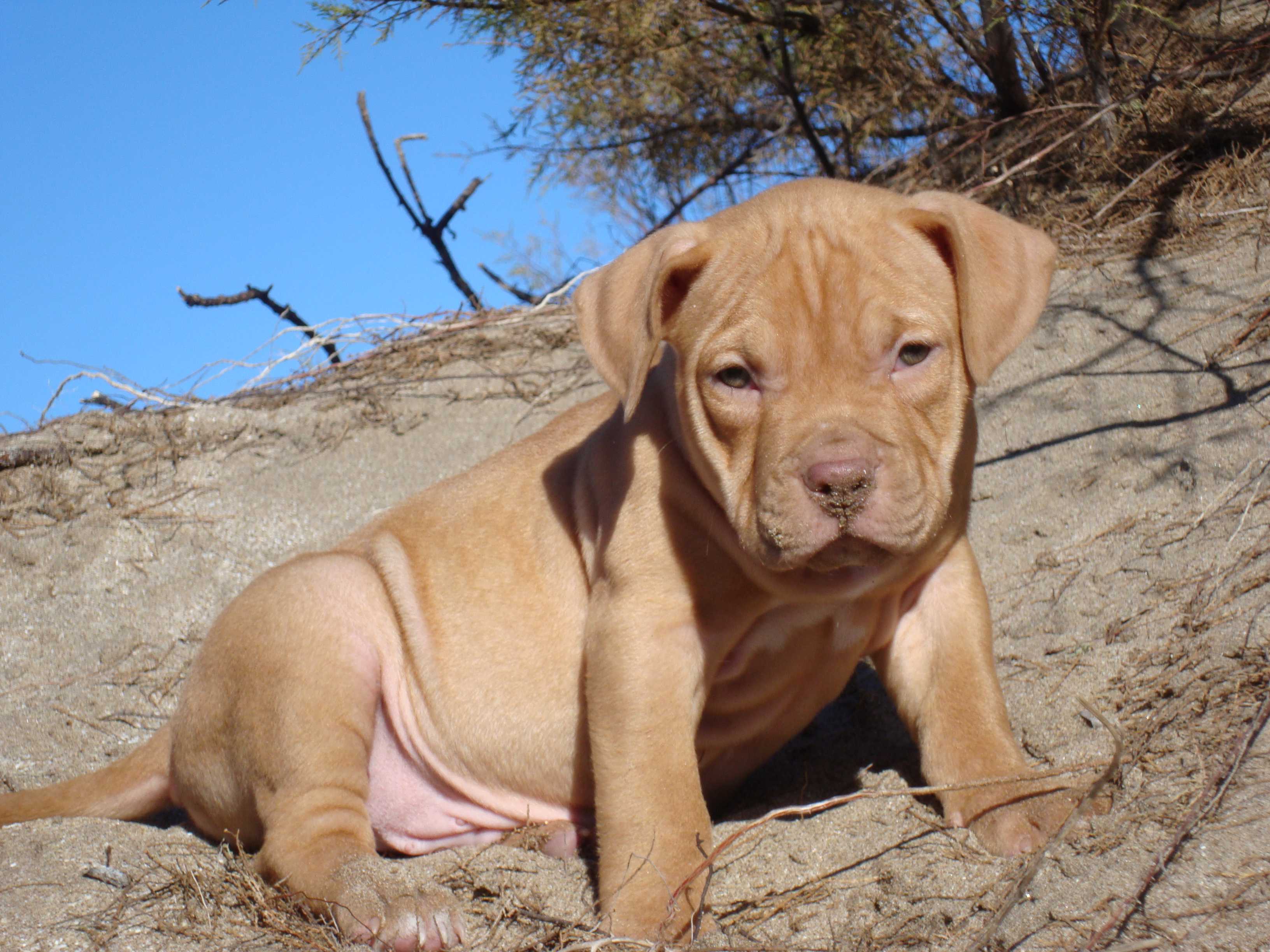 Cucciolo pitbull grigio addormentato, 1536x2048 Verticale, Telefono