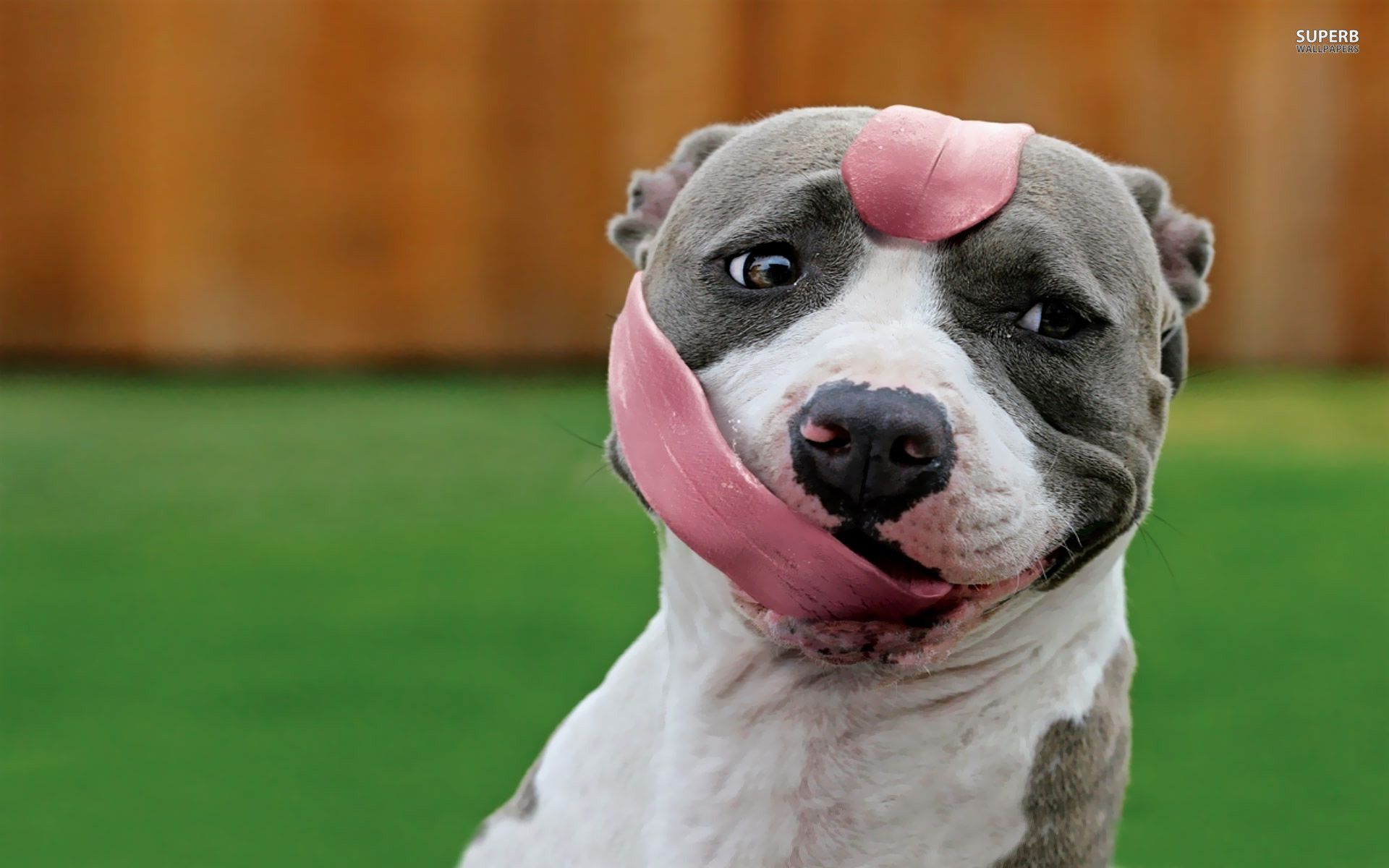 Cucciolo pitbull sulla spiaggia, 1953x1113 Full HD, iMac