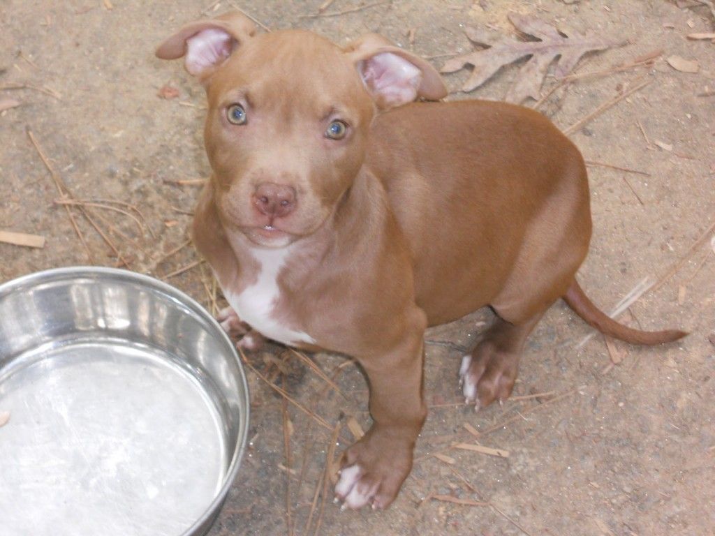 Cucciolo pitbull bianco e nero, 1024x768 HD, Desktop