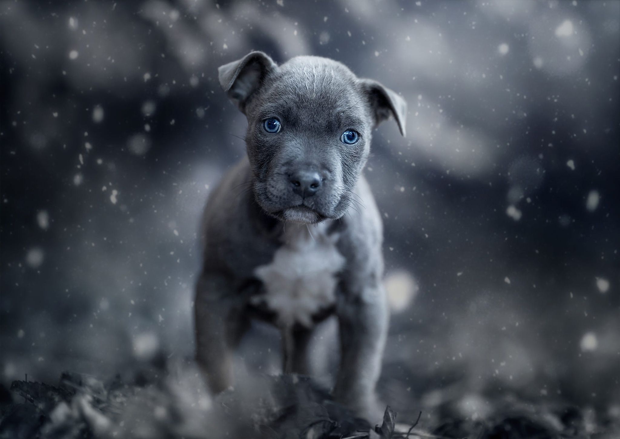 Cucciolo grigio occhi azzurri, 2048x1536 2K, Desktop
