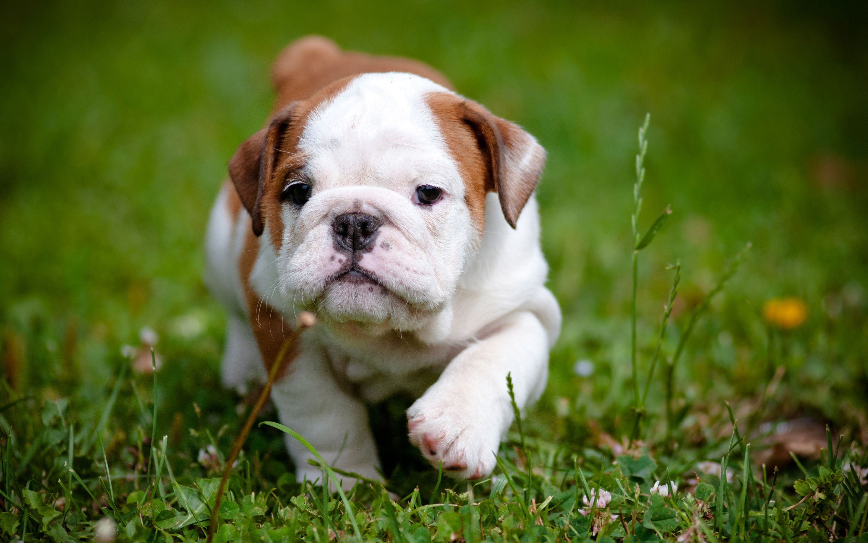 Cuccioli pitbull marroni addormentati, 4288x2848 Ultra HD, 4K TV