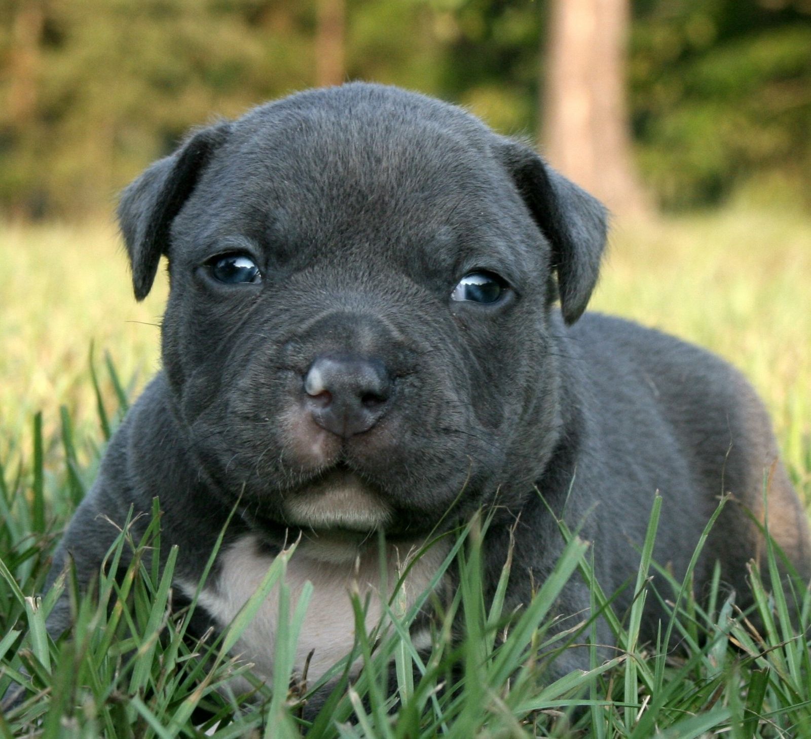 Cucciolo pitbull bianco e nero, 4608x3456 4K, Desktop 4K