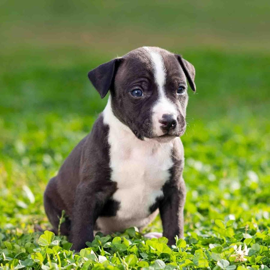 Cucciolo Pitbull grigio nella neve, 2048x1449 2K, Laptop