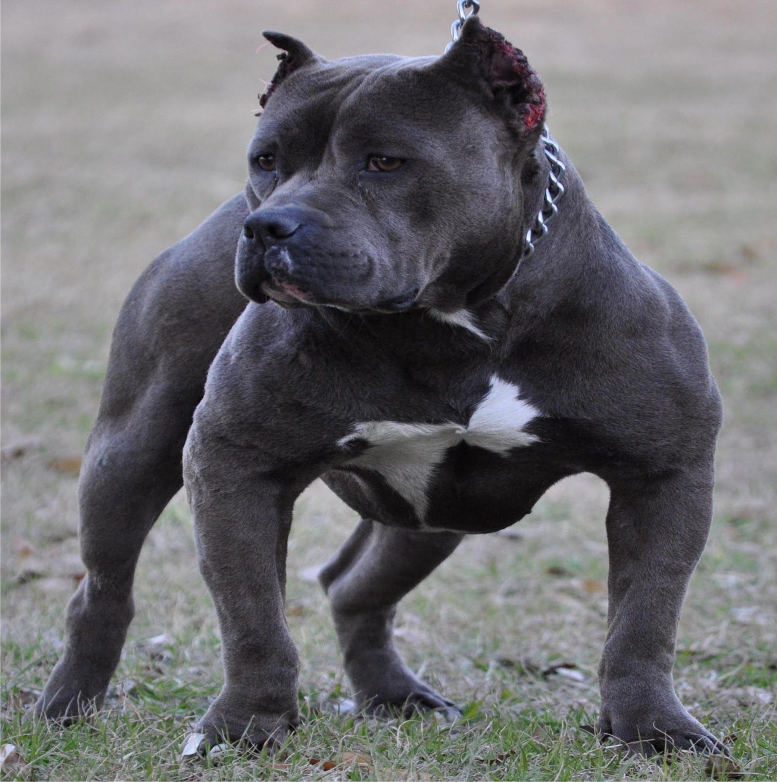 Pitbull adulto marrone primo piano, 2560x1600 WQXGA, Desktop