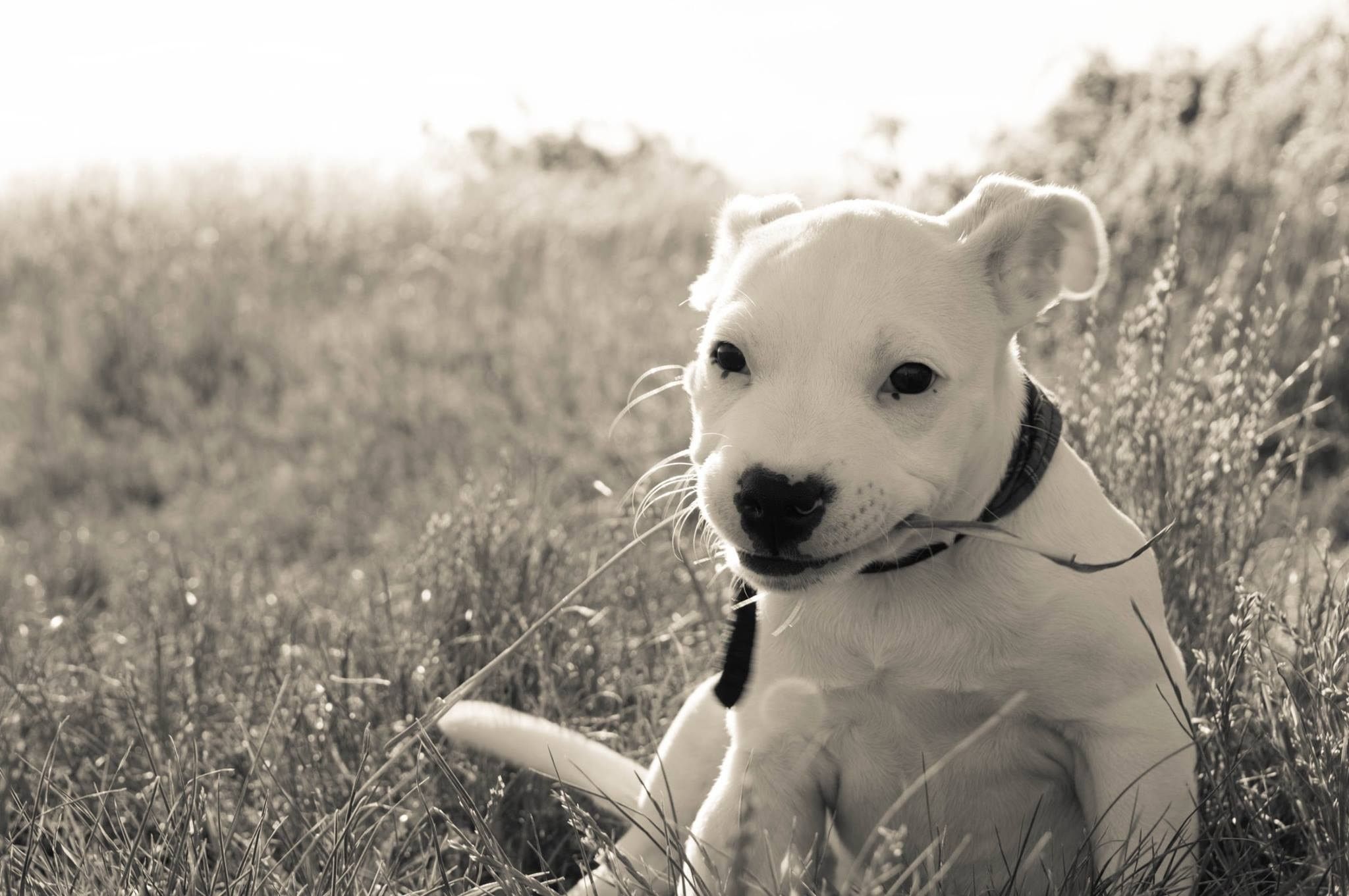 Cucciolo pitbull grigio erba, 1600x1457 HD, ROG Asus Laptop