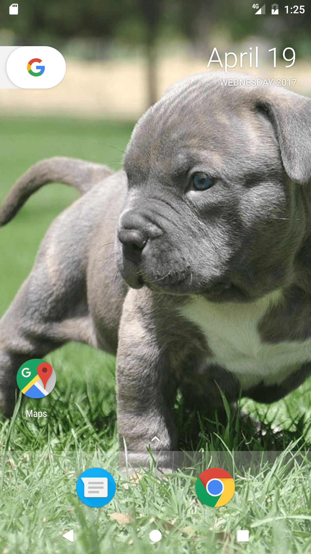 Cucciolo Pitbull nell'erba, 900x900 HD, Laptop