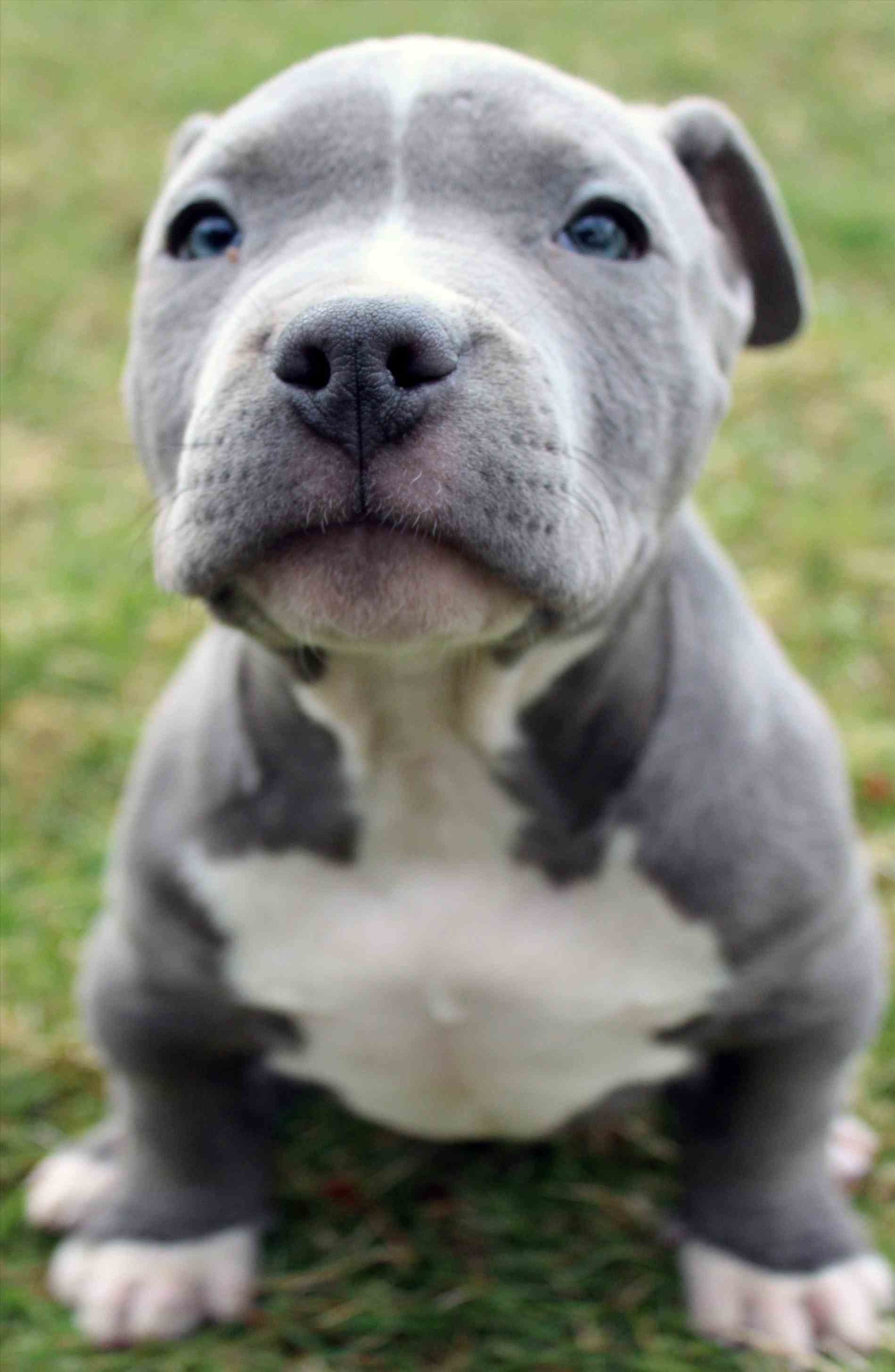 Cucciolo pitbull grigio bianco, 1005x1256 Full HD Verticale, iPhone