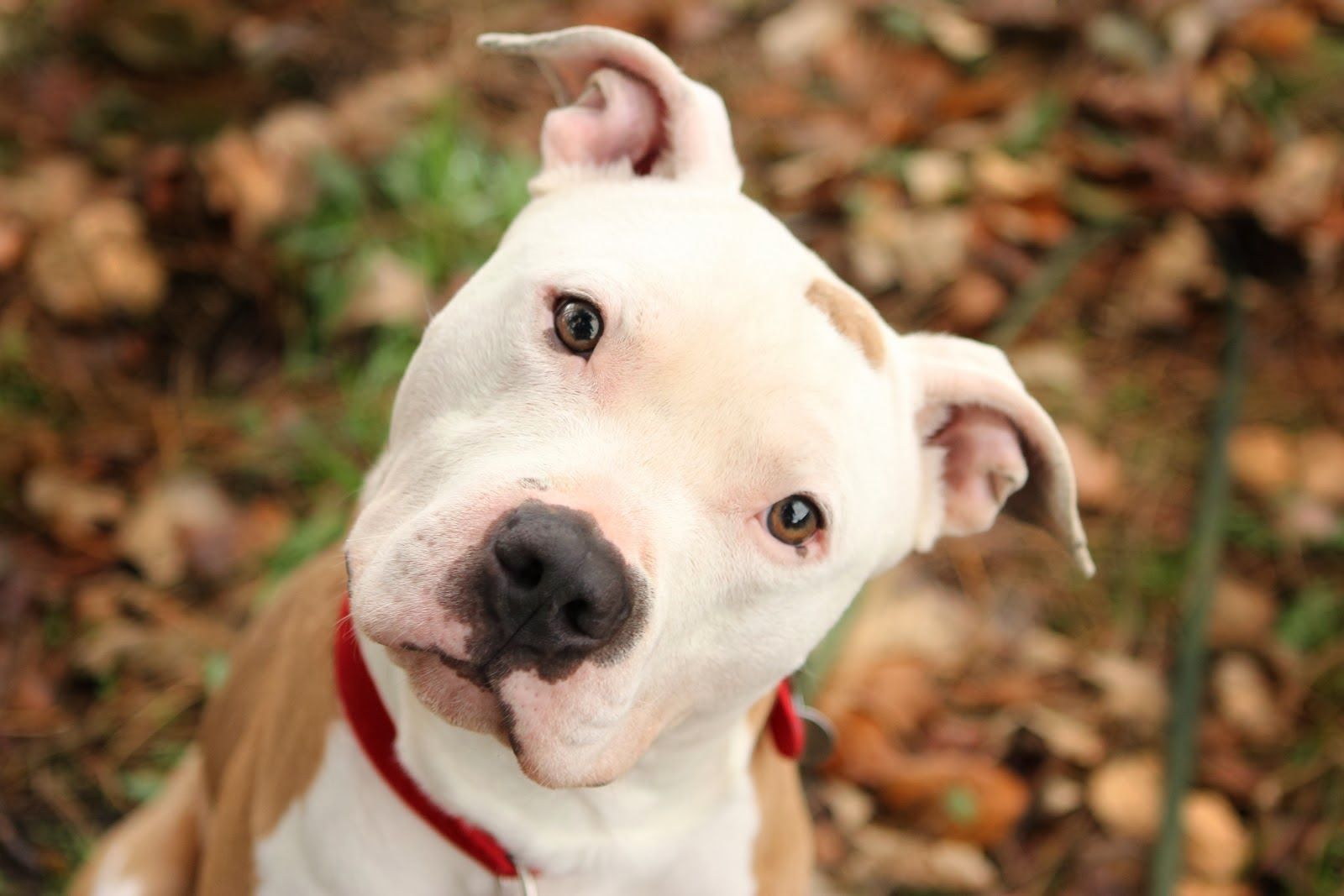Cucciolo pitbull grigio bianco, 1899x2909 Verticale, Mobile