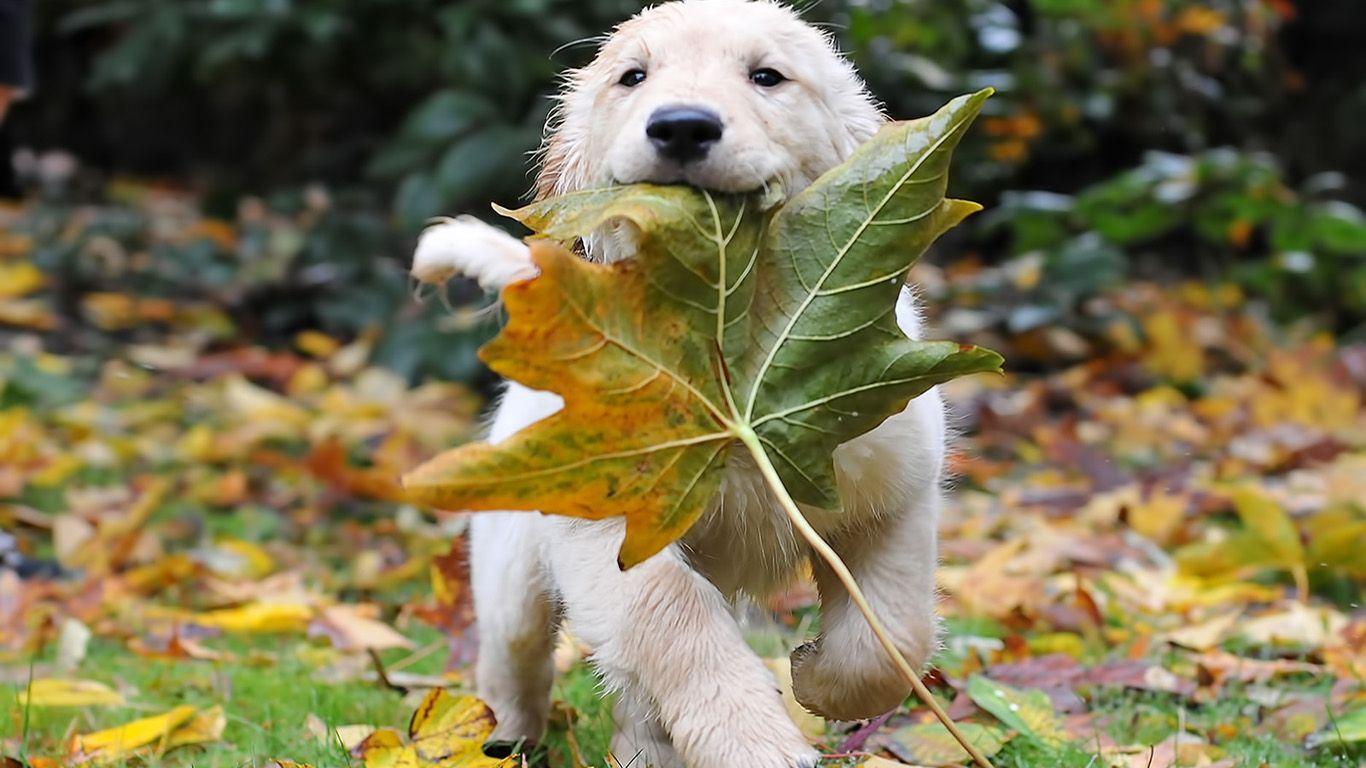 Cucciolo con foglia autunnale, 1366x768 720p, Monitor Gaming