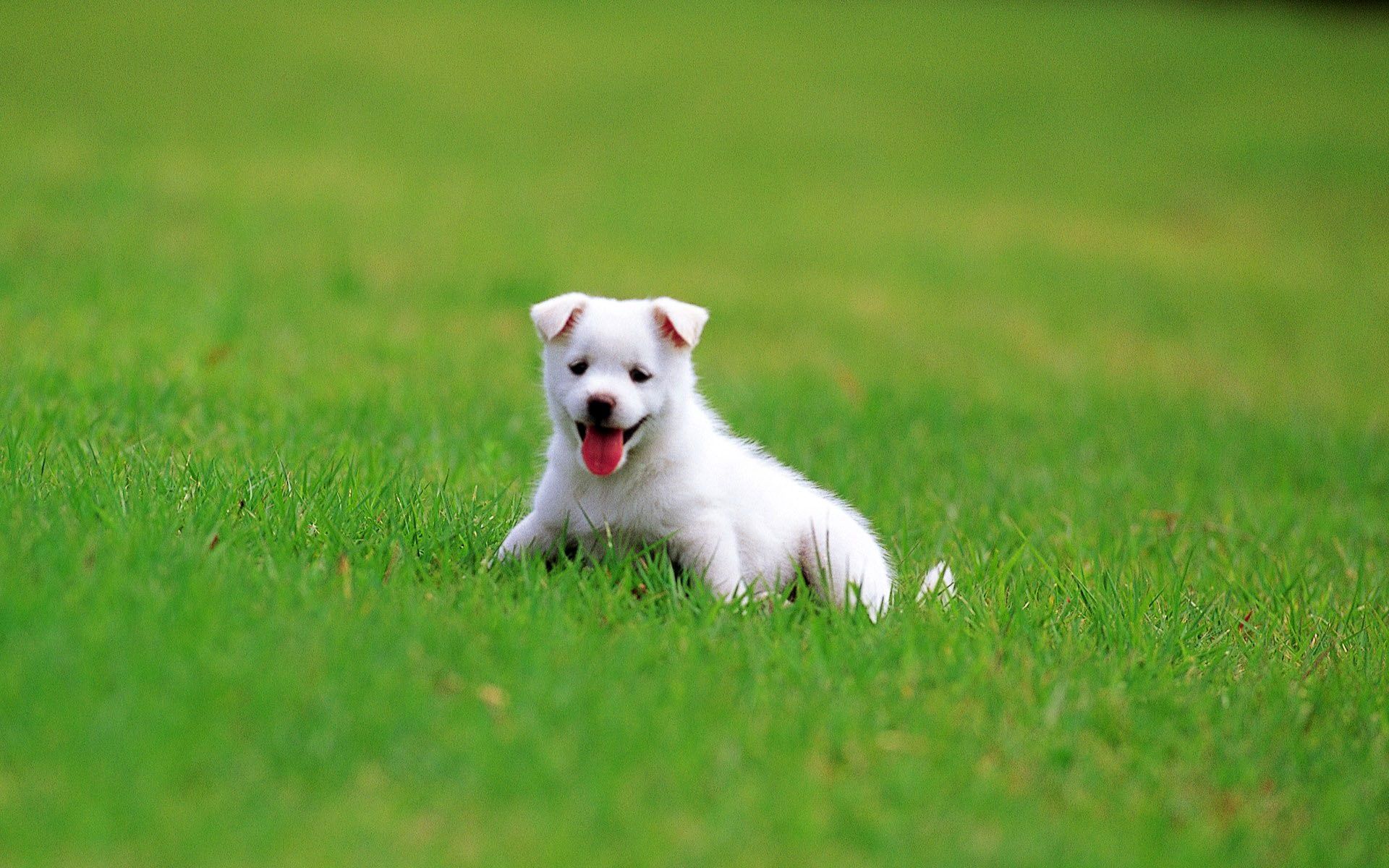 Cucciolo bianco su prato, 1920x1200 Full HD+, PC Desktop