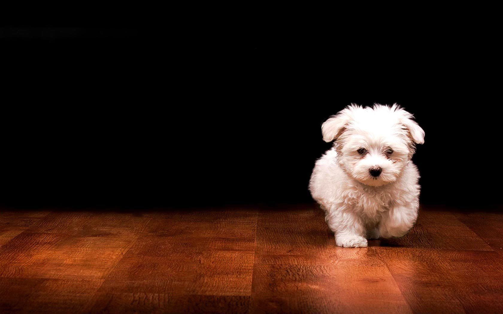 Cucciolo bianco su parquet, 1680x1050 HD Ready, Desktop