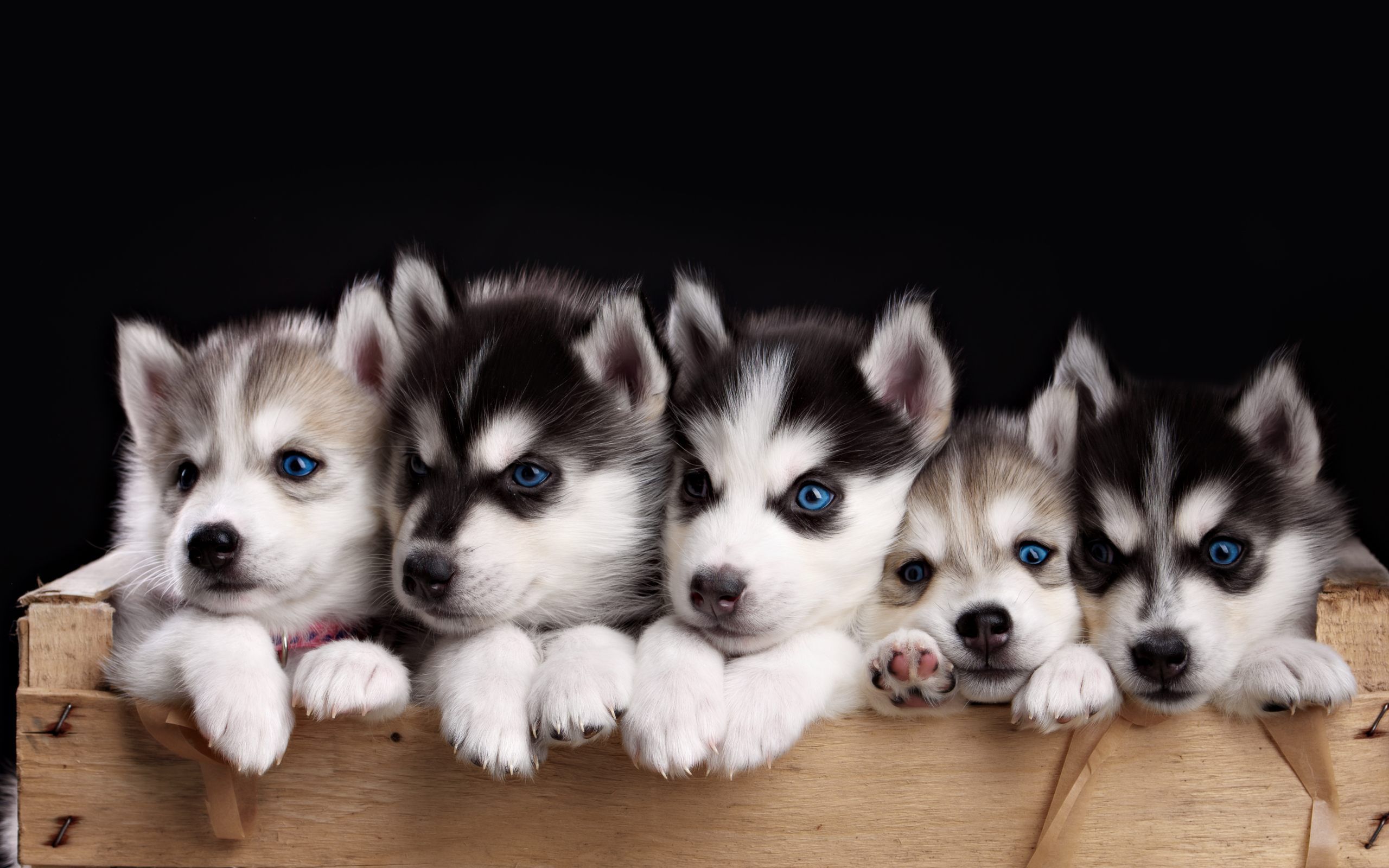 Cuccioli husky in cassetta, 2560x1600 WQXGA, Monitor Gaming