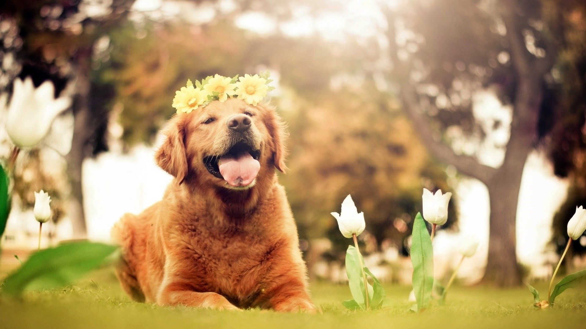 Golden Retriever con corona fiori, 1920x1080 Full HD 1080p, PC
