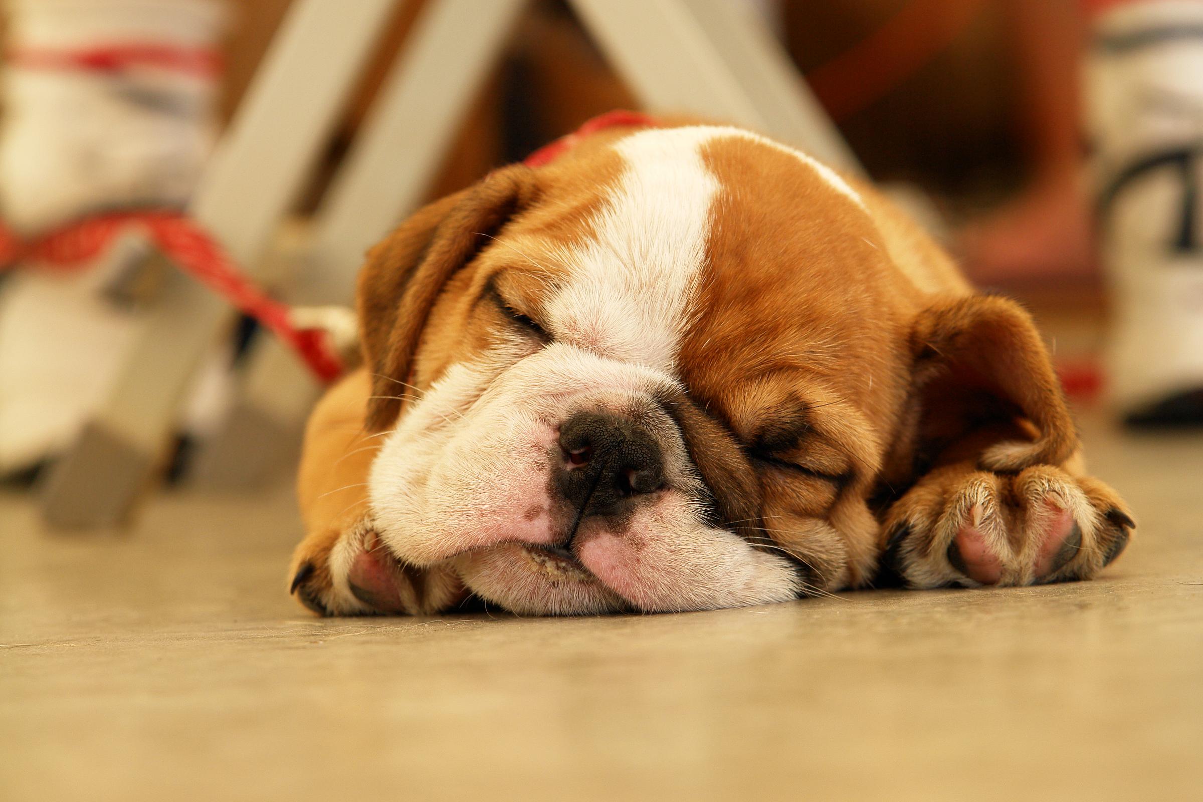 Cucciolo bulldog che dorme, 2400x1600 2K, Desktop