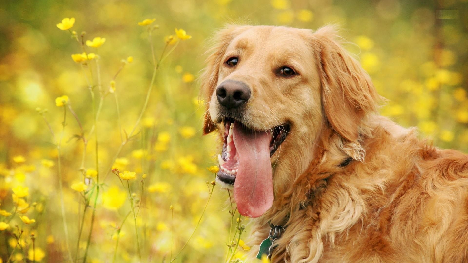 Golden Retriever tra fiori gialli, 1920x1080 Full HD 1080p, Monitor Gaming