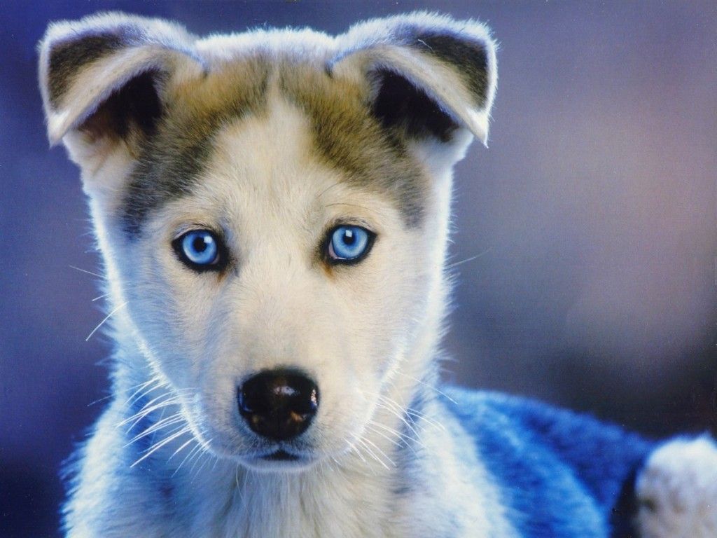Cucciolo husky occhi azzurri, 1024x768 HD, PC