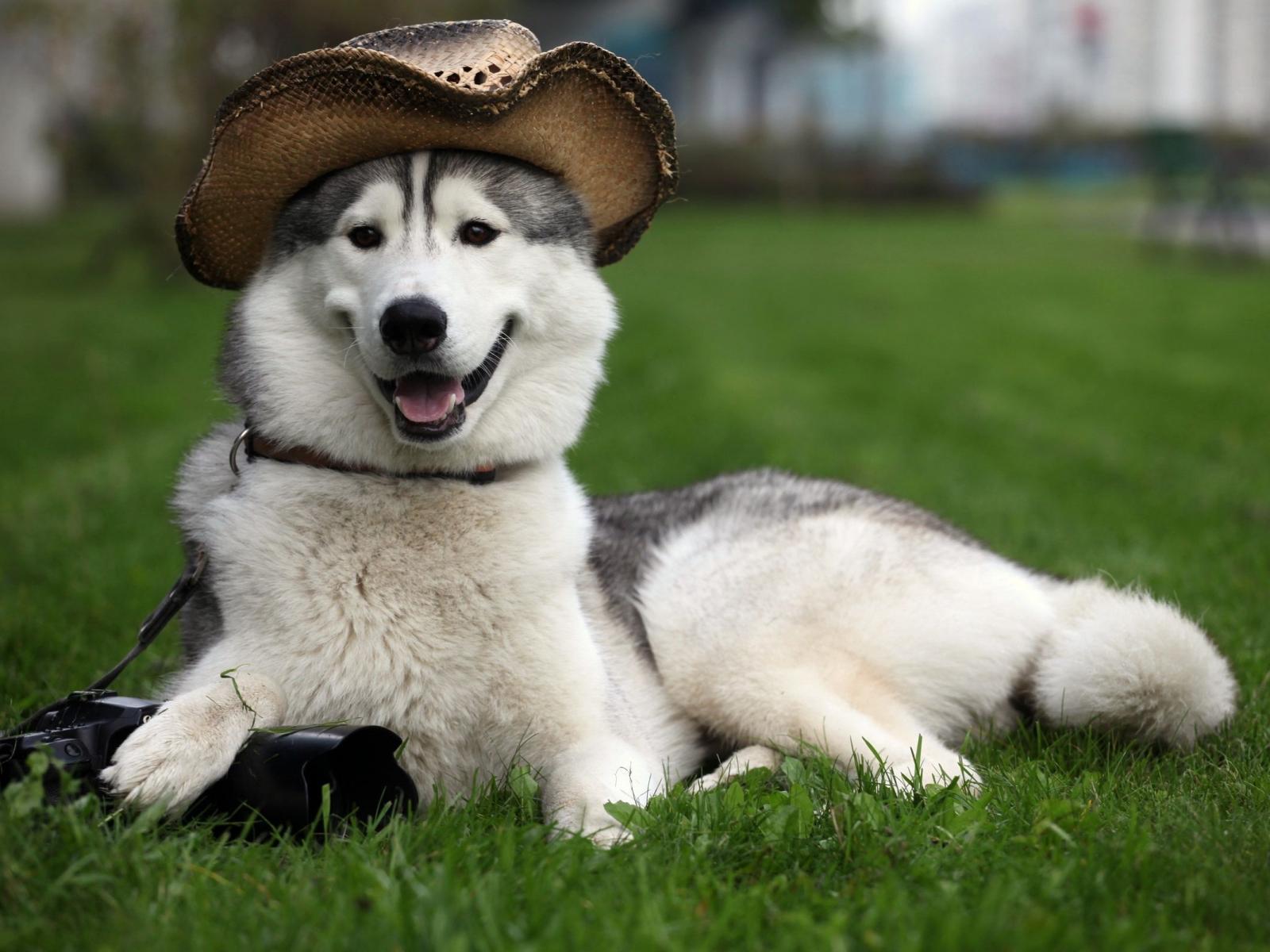 Cane Malamute con cappello cowboy, 1600x1200 900p, PC