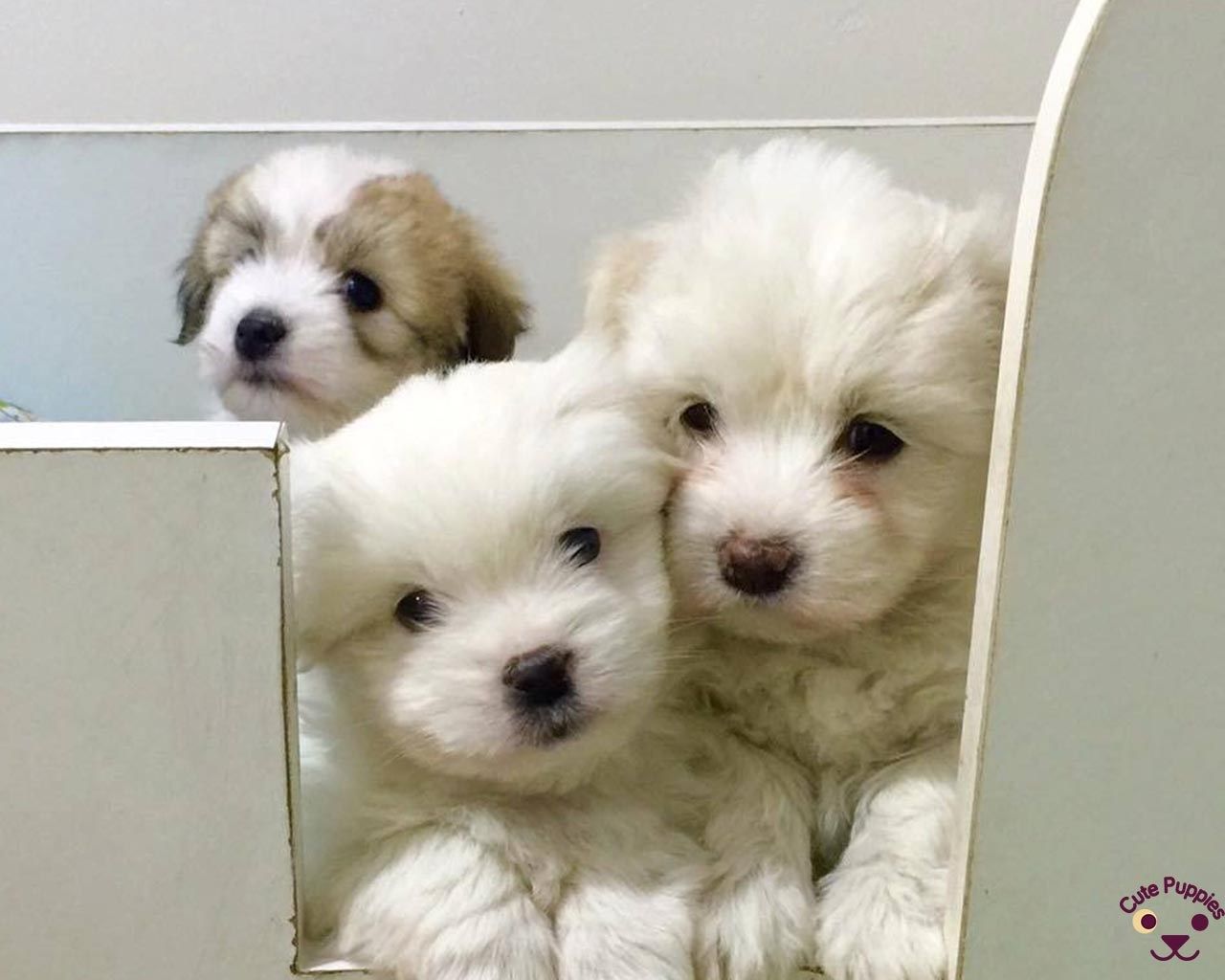 Tre cuccioli bianchi soffici, 1280x1024 HD, Desktop