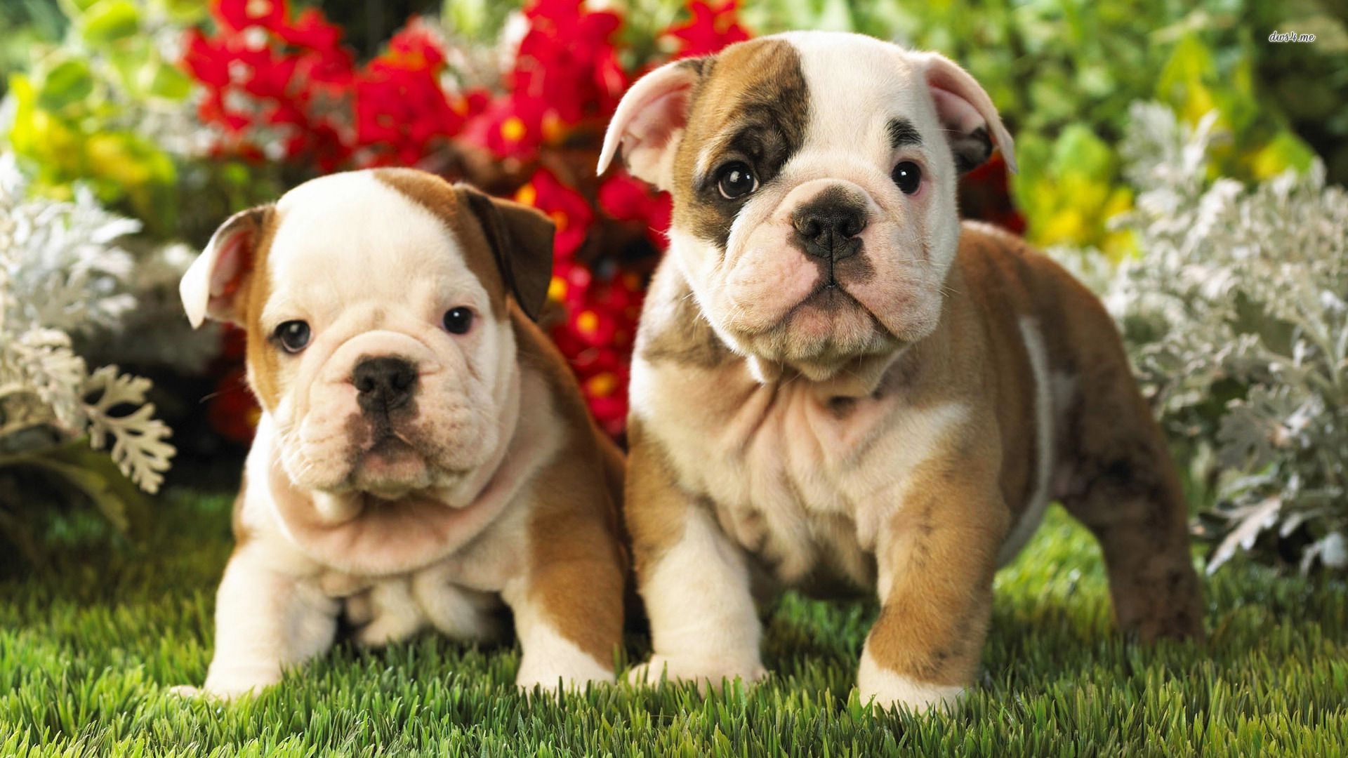 Cuccioli di bulldog nel prato, 1920x1080 Full HD, Monitor Gaming