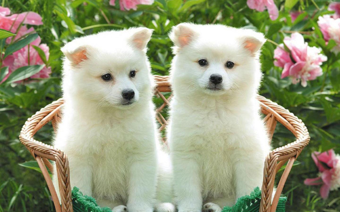 Due cuccioli bianchi soffici, 1440x900 HD, PC Desktop