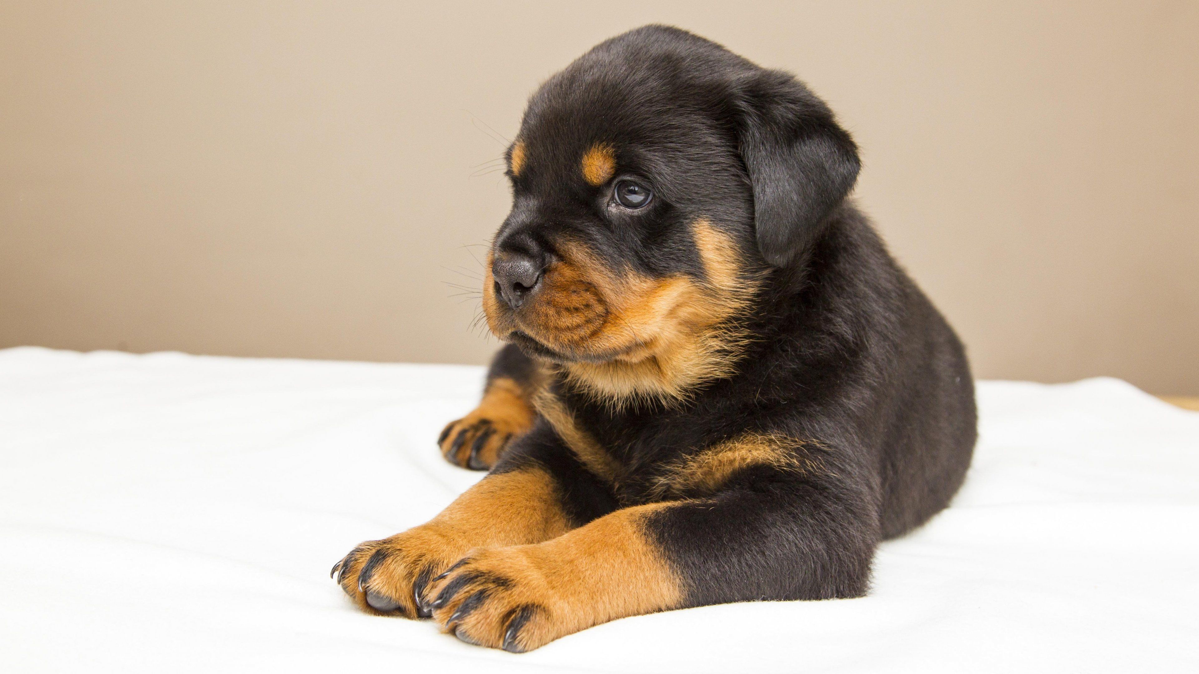 Cucciolo Rottweiler sdraiato, 3840x2160 4K Ultra HD, Desktop