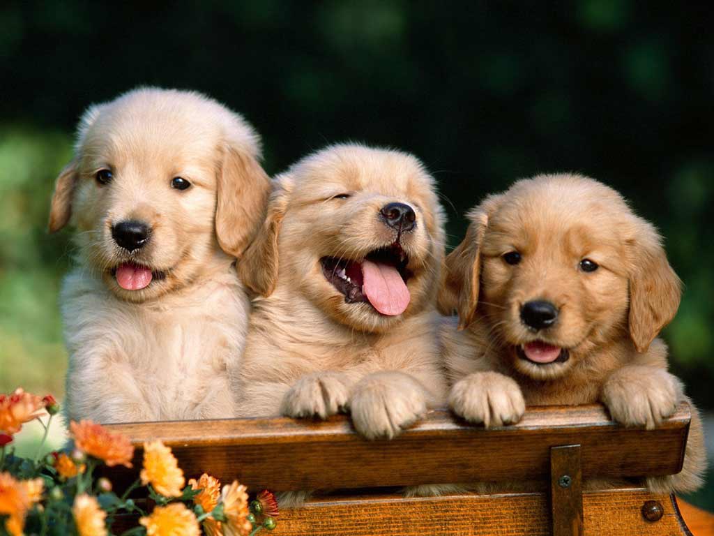 Tre cuccioli golden retriever, 1024x768 HD, Monitor Gaming