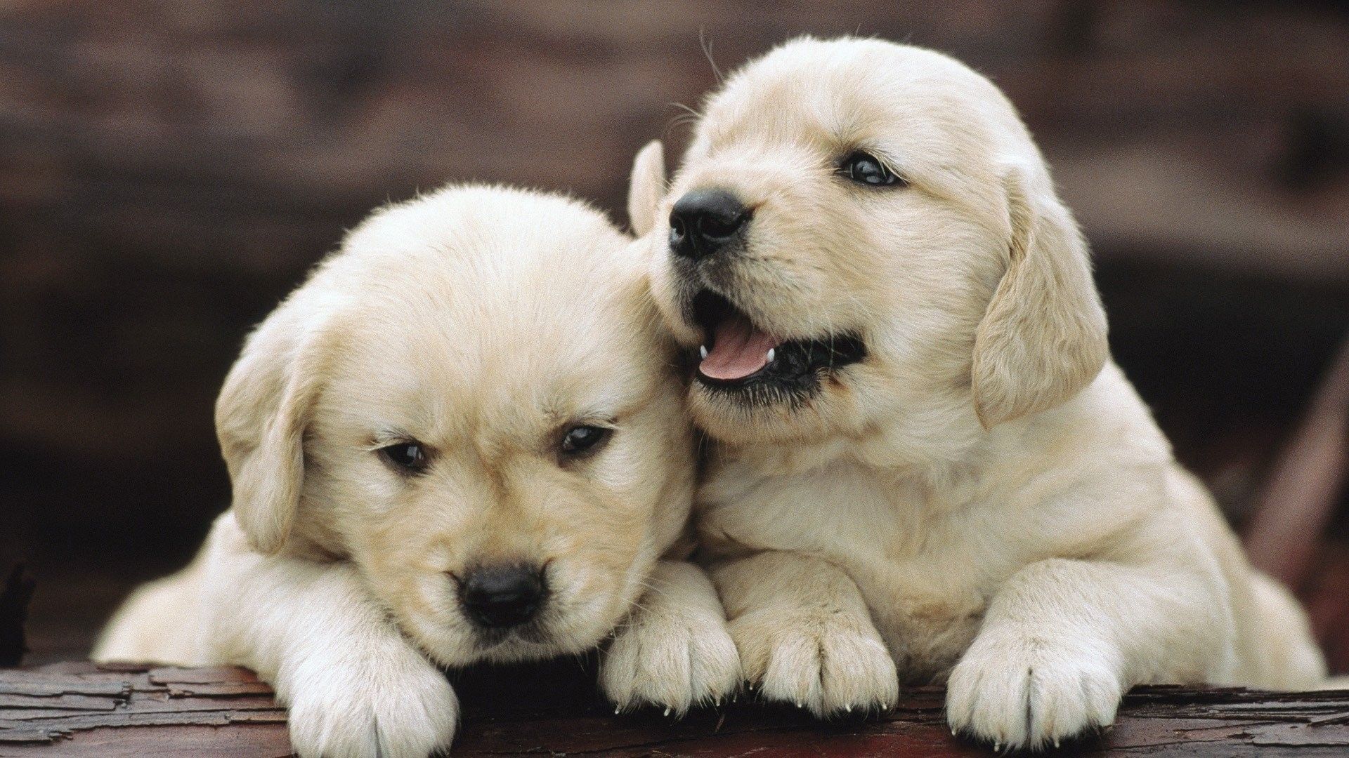 Cuccioli golden retriever bianchi, 1920x1080 Full HD 1080p, PC Desktop