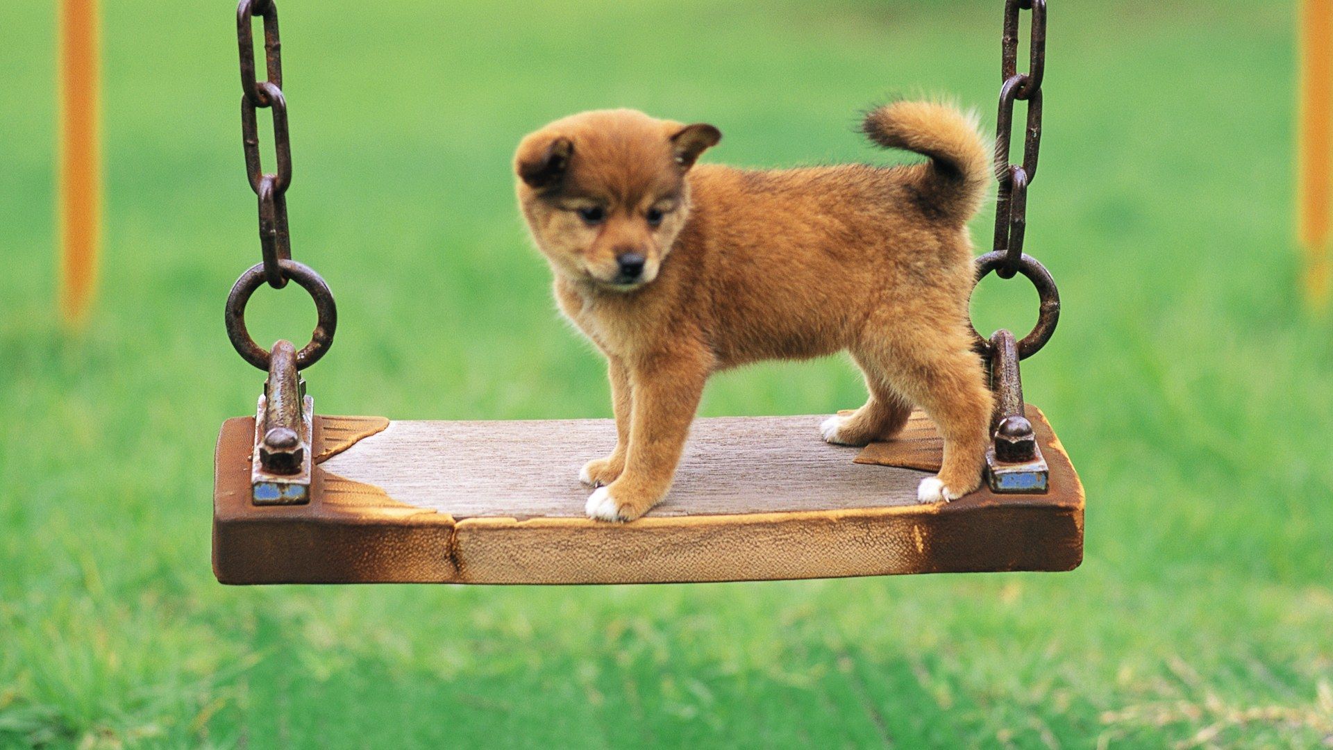 Cucciolo Shiba Inu su altalena, 1920x1080 Full HD, PC