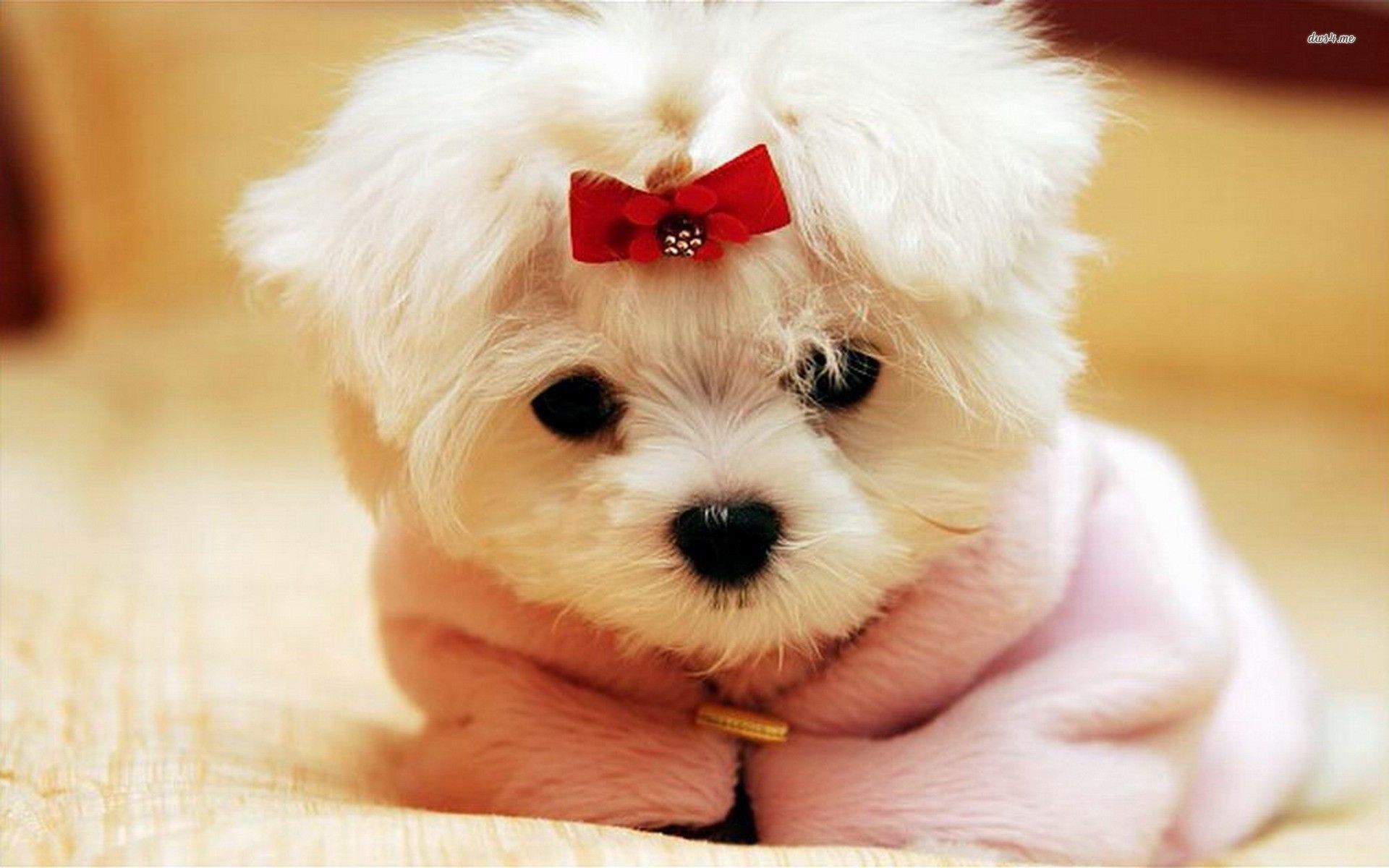Cucciolo maltese con fiocco rosso, 1920x1200 Full HD+ WUXGA, Monitor Gaming