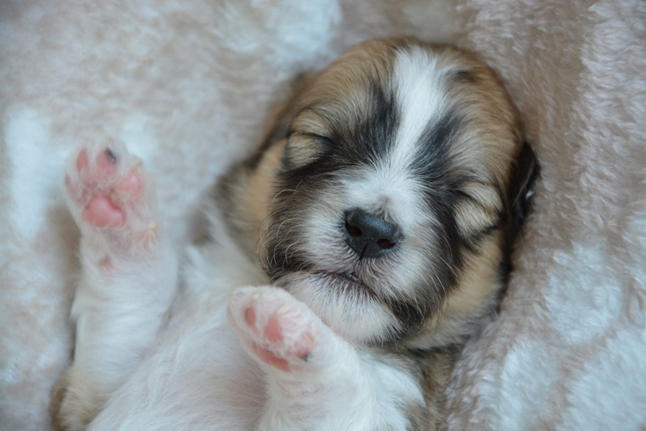 Cucciolo che dorme, zampe rosa, 1280x853 HD, PC Desktop