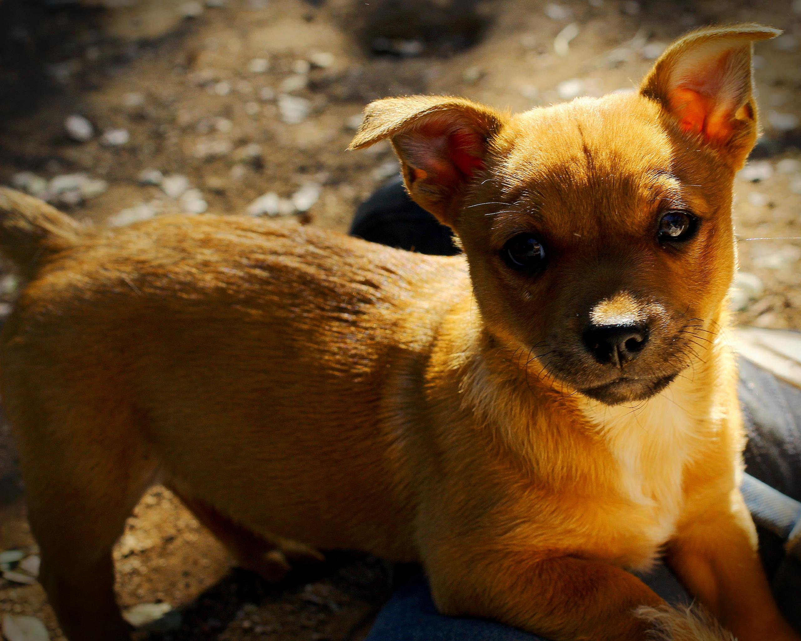 Cucciolo chihuahua marrone, 2560x2048 2K, Desktop
