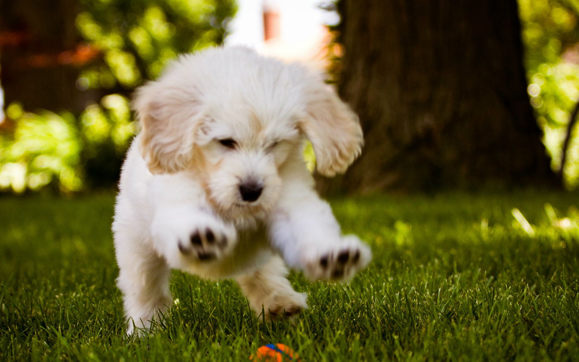 Cucciolo golden retriever corre erba, 1920x1200 WUXGA, Monitor Gaming