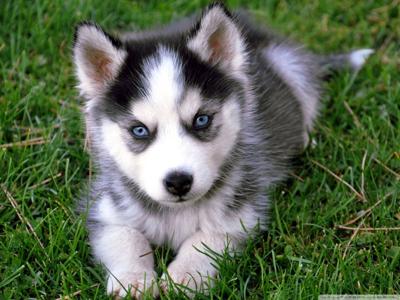 Cucciolo husky occhi azzurri, 1600x1200 HD, PC