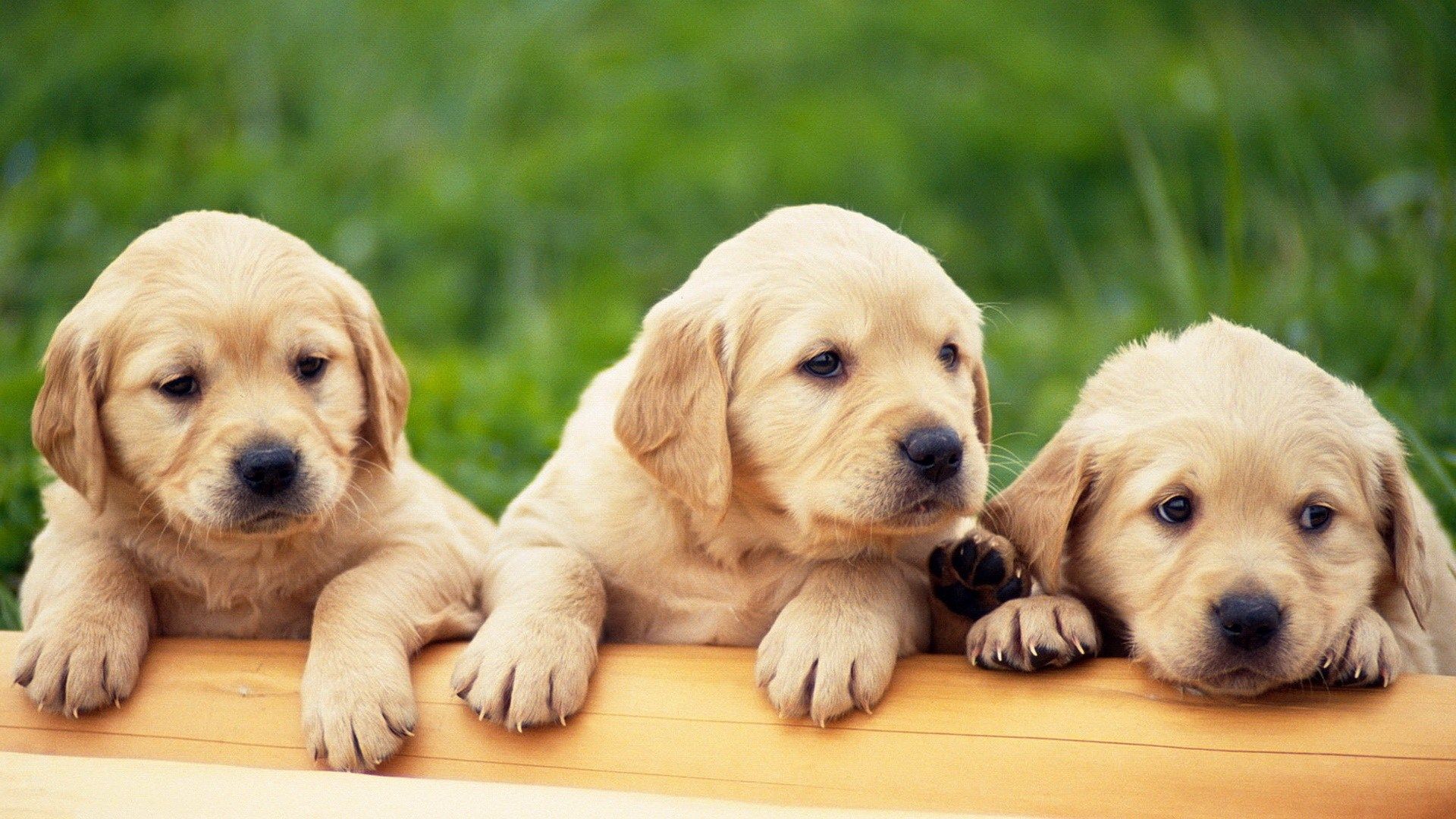 Cuccioli golden retriever su asse, 1920x1080 1080p, Desktop