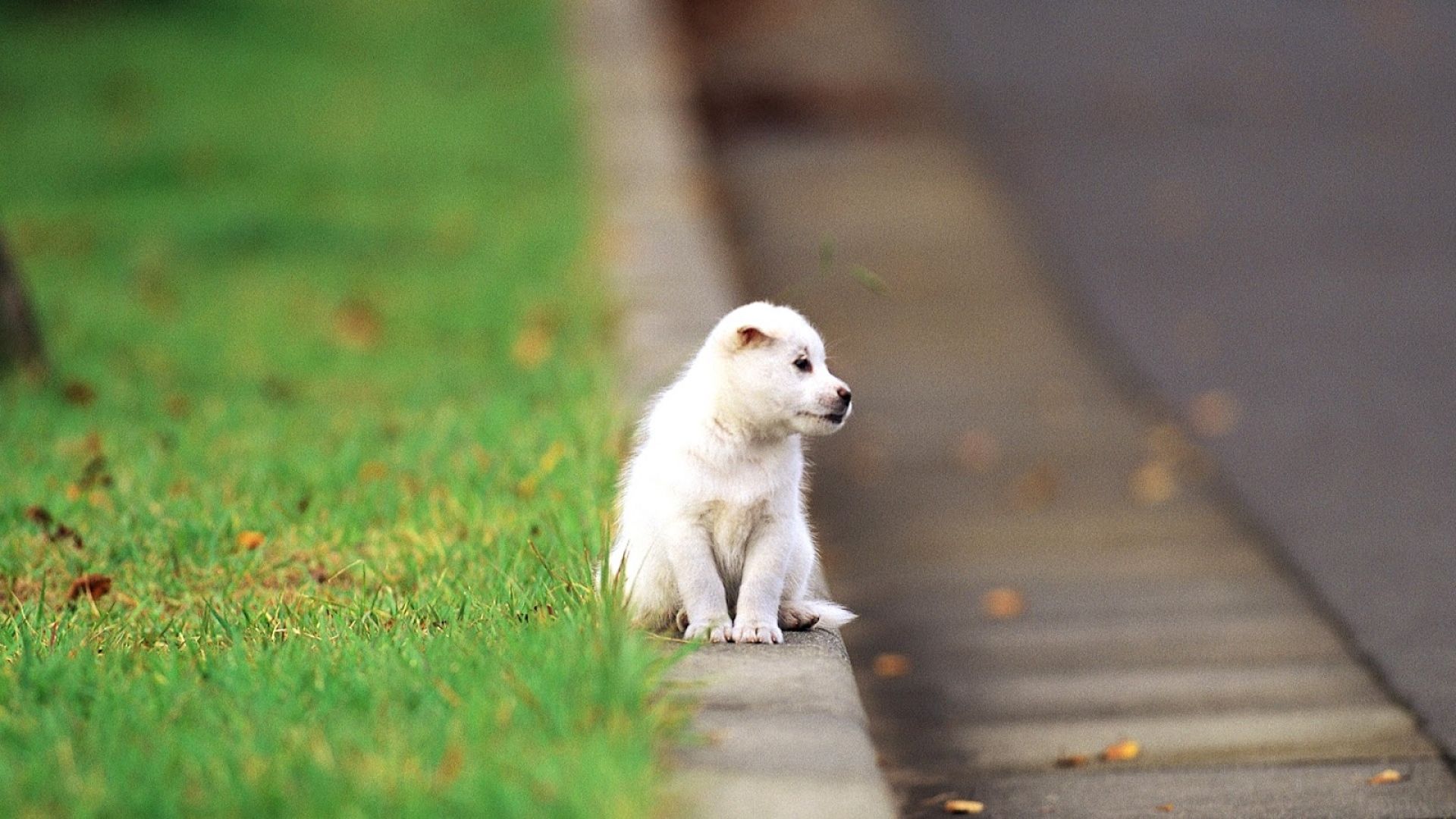 Cucciolo bianco su marciapiede, 1920x1080 1080p, PC